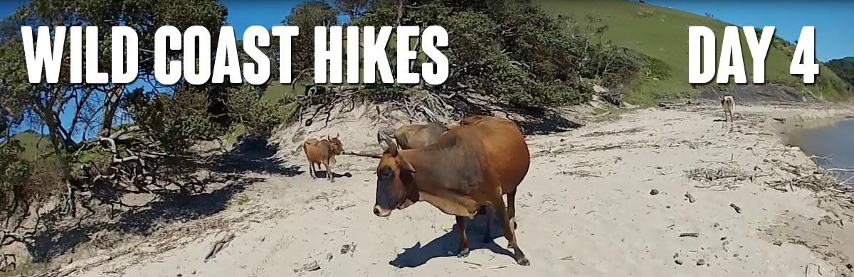 When hiking the Wild Coast, you are likely to encounter cows on the beach!