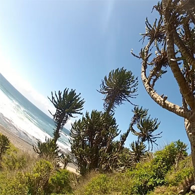 Some of the Wild Coast's unique plant species